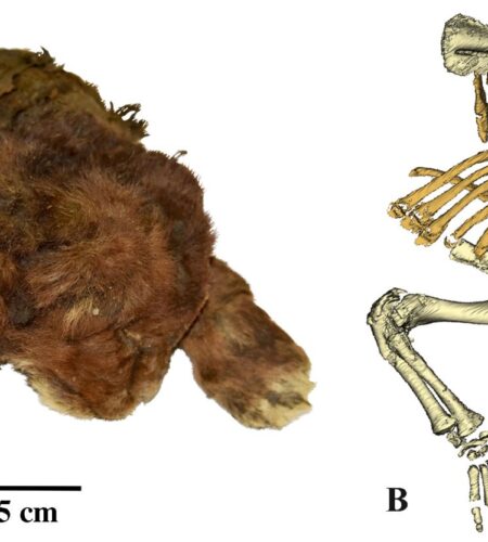 بچه گربه دندان چاقویی کهن یافت شده در سیبری با پوست، مو و انگشتان سالم، جذاب برای دانشمندان است